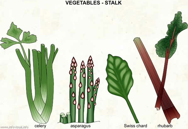 Vegetables - stalk